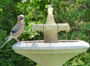 Vogel am Trinkbrunnen
